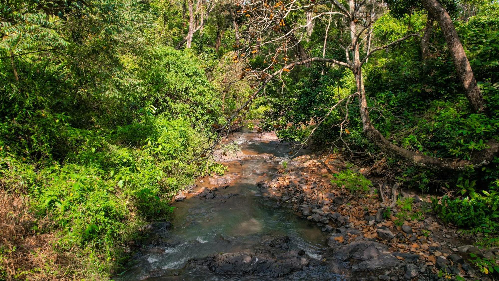 Kingmaker'S Plantation With River Stream Villa Madikeri Dış mekan fotoğraf